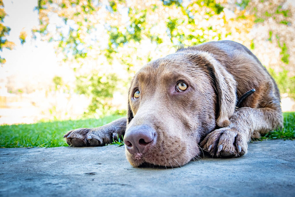 chocolate marrom labrador cachorro descansando à porta de sua casa proprietários - Foto, Imagem