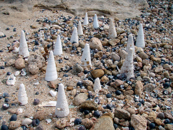 conchas de mar vacías, conchas de mar o conchas de un animal en la playa - Foto, imagen