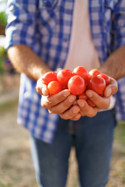 Man hands holding red small tomatoes - Φωτογραφία, εικόνα