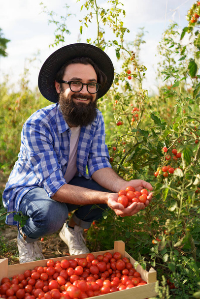 Porträt eines jungen erwachsenen männlichen Bauern bei der Tomatenernte - Foto, Bild