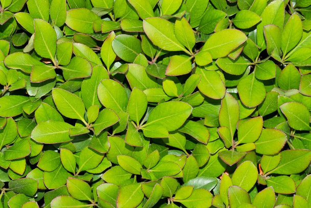 Индийский кустарник боярышника с пышной зеленой листвой крупным планом. Общий садовый куст от Китая до Вьетнама. Общее декоративное растение во многих компаниях США. - Фото, изображение