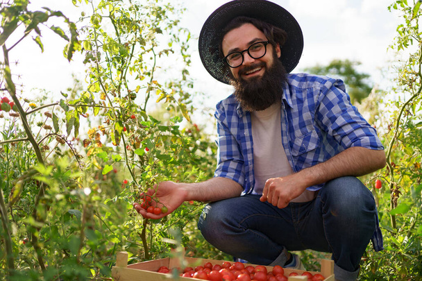 Mann hält rote kleine Tomaten in den Händen - Foto, Bild