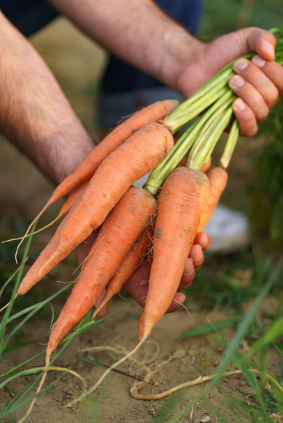 A hand holding a bunch of carrots straight from the garden patch - Photo, Image