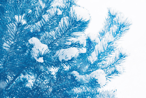 Заморожений зимовий ліс із засніженими деревами. відкритий
 - Фото, зображення