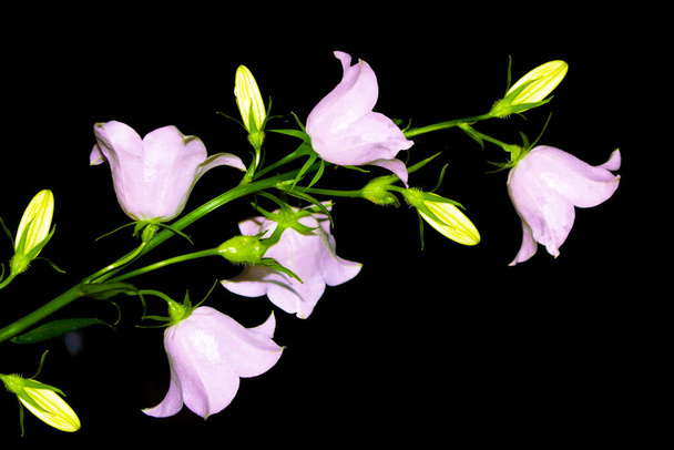 Sino brilhante flores isoladas no fundo preto. natureza - Foto, Imagem