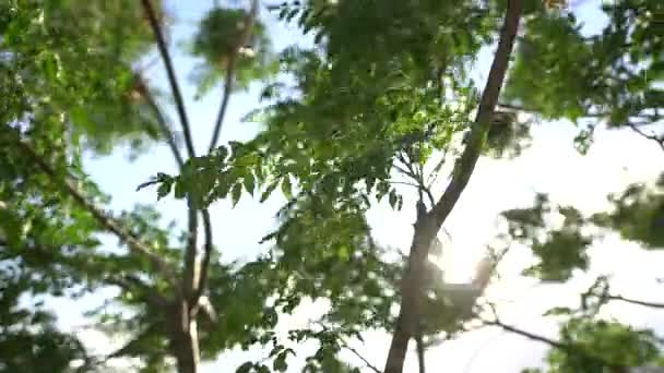 ramas de árboles verdes con exuberante follaje balancearse en el viento - Imágenes, Vídeo