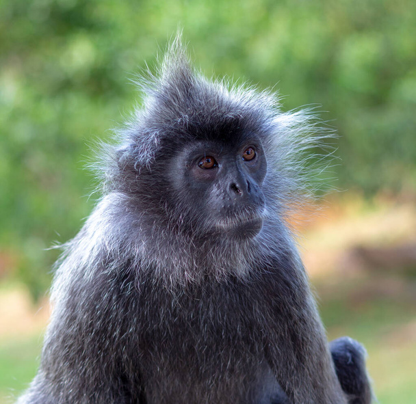 Portrait of a wild cute monkey with a mohawk haircut on his head. Silvery lutung, also known as the silvered leaf monkey or the silvery langur - Φωτογραφία, εικόνα