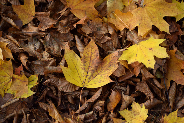 Herfst bladeren vallen sesonal kleuren - Foto, afbeelding