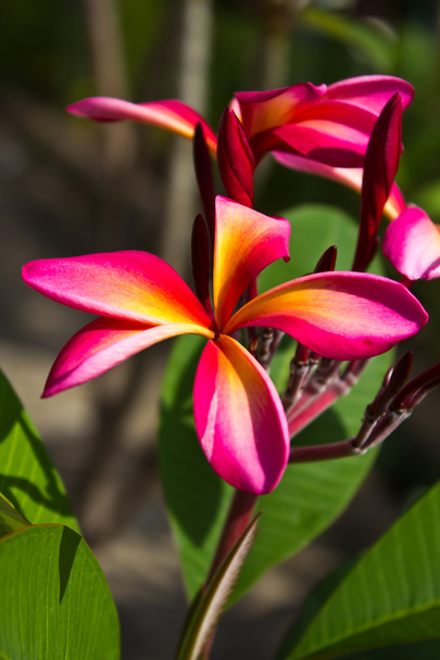 flores cor de rosa frangipani
 - Foto, Imagem