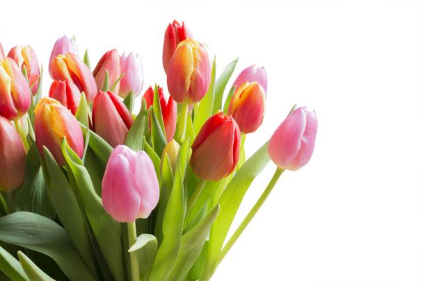 Tulipani di colore primavera
 - Foto, immagini