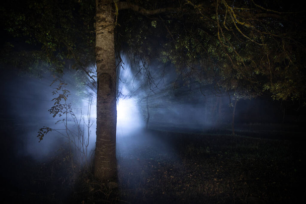 Nuit noire dans la forêt au moment du brouillard. Scène de forêt nocturne surréaliste. Horreur concept d'Halloween. Lumières magiques scintillant dans une forêt mystérieuse la nuit. Plan d'exposition longue - Photo, image