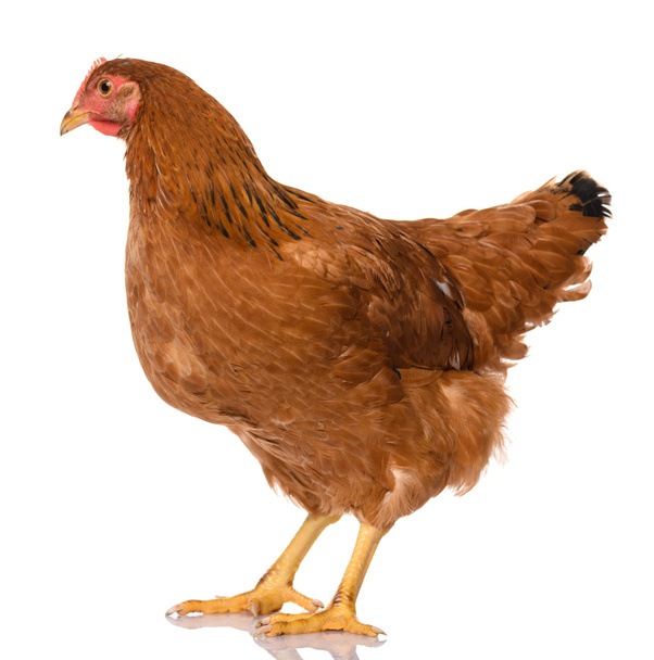 один коричневый цыпленок на белом фоне, студия съемки - Фото, изображение