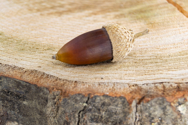 Καφέ βελανίδι ακουμπισμένο στον ξύλινο κορμό ενός κομμένου δέντρου. Οριζόντια φωτογραφία. - Φωτογραφία, εικόνα