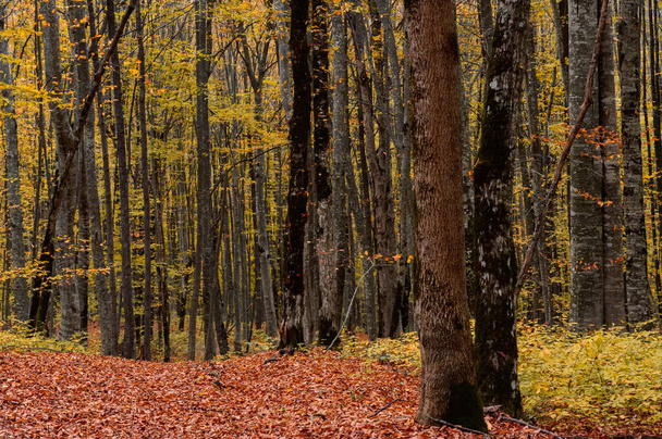 Сценический пейзаж осеннего леса, полного красных и желтых листьев - Фото, изображение