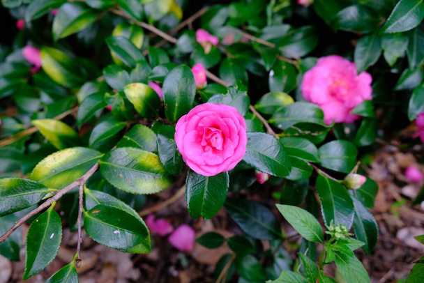 рожевий кущ квітки Камелії в саду
 - Фото, зображення