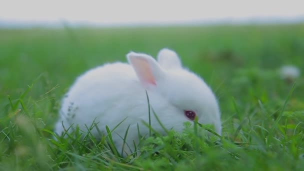 conejo sobre hierba verde, conejito blanco conejito - Metraje, vídeo