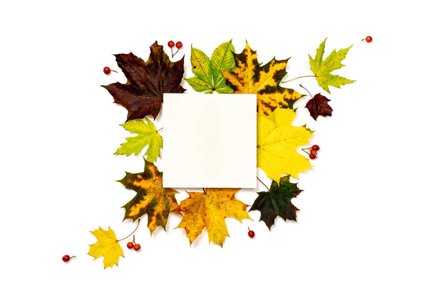 Autumn pattern. Frame made of Green, yellow dried leaves, red berry isolated on white background for greeting card. Autumn, fall, halloween concept - Photo, Image