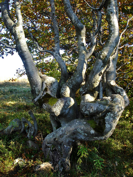 Кривое дерево со скрученными стволами деревьев и ветвями кривых. Серый кора с растущим мхом. - Фото, изображение