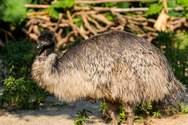 Az emu (Dromaius novaehollandiae), a második legnagyobb élő madár magassága után a laposmellű futómadár rokona, a strucc. - Fotó, kép