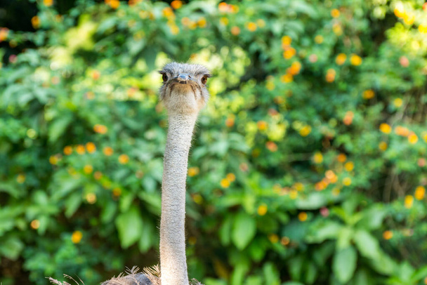 Muotokuva yhteisen strutsi (Struthio camelus), tai yksinkertaisesti strutsi, laji suuri lentokyvytön lintu kotoisin tietyillä suurilla alueilla Afrikassa - Valokuva, kuva
