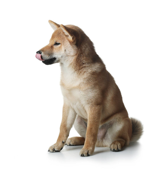 shiba inu puppy. dog on a white background. Pet in the studio - 写真・画像