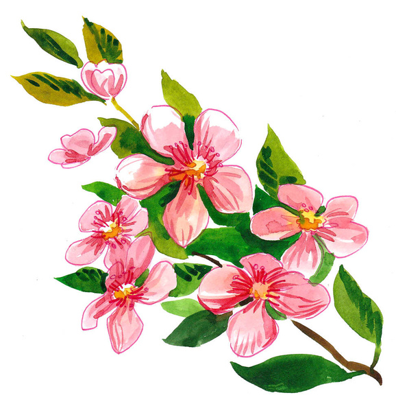Rosa Blüten mit grünen Blättern auf weißem Hintergrund. Aquarellmalerei - Foto, Bild