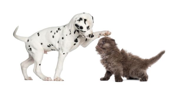 Dalmatian puppy and Highland fold kitten playing together, isola - Photo, Image