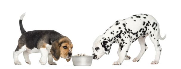 Beagle et chiots dalmates reniflant un bol plein de croquettes
, - Photo, image