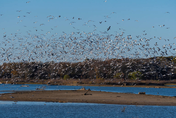 Una gran bandada de gaviotas sonrientes llenando el cielo mientras todos toman vuelo sobre un banco de arena en medio de un lago en una mañana de otoño. - Foto, Imagen