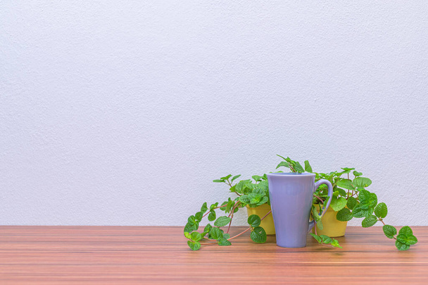 Кавові чашки та рослини на вашому столі
 - Фото, зображення