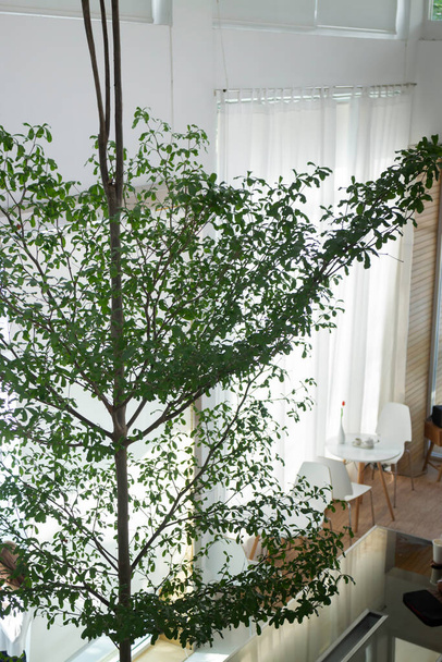 Zimmerpflanze im hellen Wohnzimmer, Archivbild - Foto, Bild