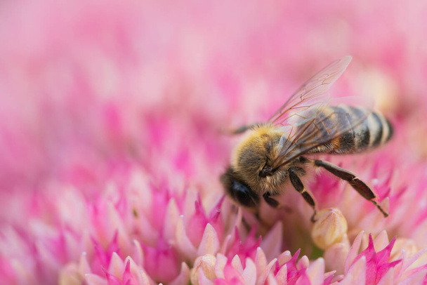 Honey bees collect pollen and nectar on Spiraea flower. Macro shot. - Photo, Image