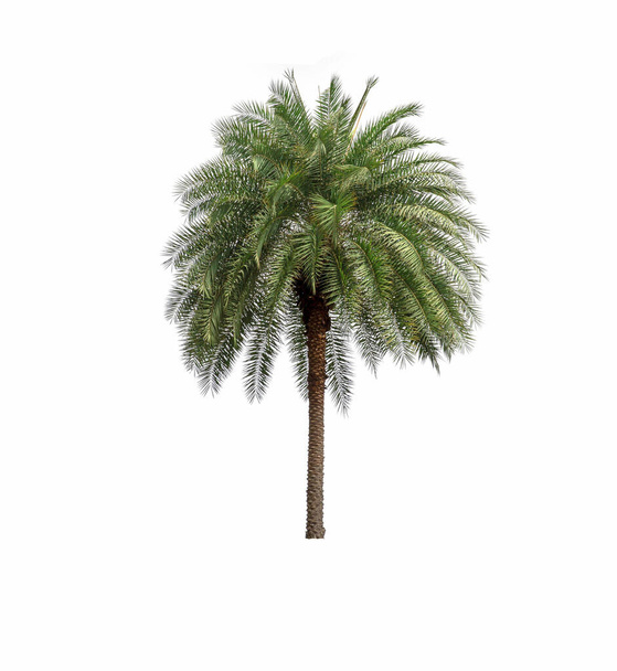 Palm Tree in garden isolated on white background - Photo, Image