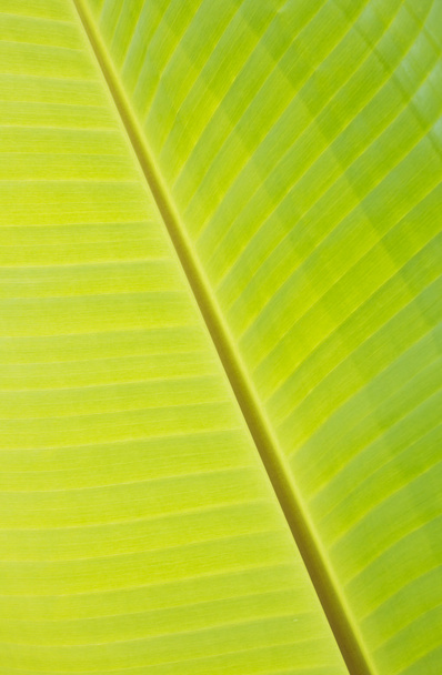Folhas de banana
 - Foto, Imagem