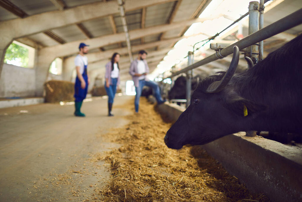 Black cow or buffalo standing in stable in feedlot barn on livestock farm in the countryside - Fotoğraf, Görsel