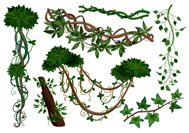 Ensemble de lianes tropicales  - Vecteur, image