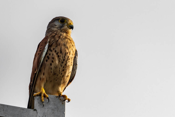 "Common kestrel" (Falco tinnunculus) standing on electricity pole photographed from below - Photo, Image