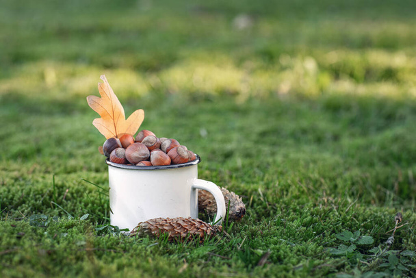 hazelnuts in a mug in the forest on green grass, a treat for squirrels, autumn harvest of nuts - Φωτογραφία, εικόνα