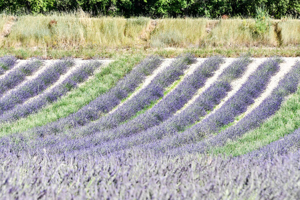 laventeli kenttä Provencessa Ranska, kuva taustana, digitaalinen kuva - Valokuva, kuva
