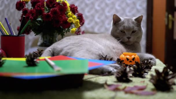 Szkocki kot prosty siedzi na tle jesiennych kwiatów. Halloween ze zwierzętami - Materiał filmowy, wideo