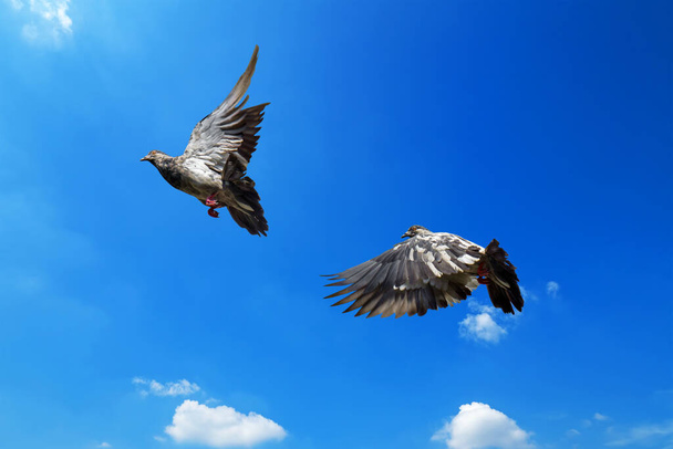 Scène de mouvement de Pigeon de roche volant dans les airs isolé sur le ciel bleu - Photo, image