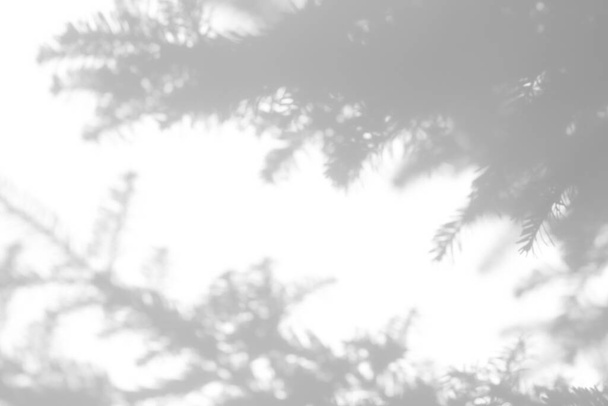 ombres de branches de sapin sur un mur blanc - Photo, image