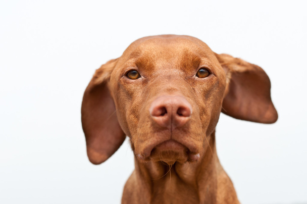 Serious Looking Hungarian Vizsla Dog Closeup - Photo, Image