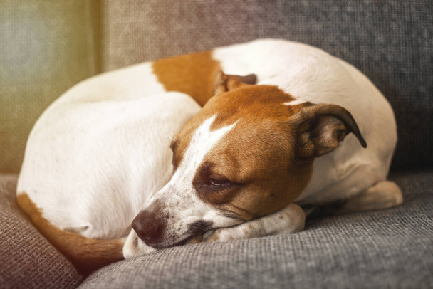 A closeup of an adorable young American Stanford mongrel dog, with brown spots, illuminated by a warm ray of sunshine, resting on a sofa - Foto, immagini
