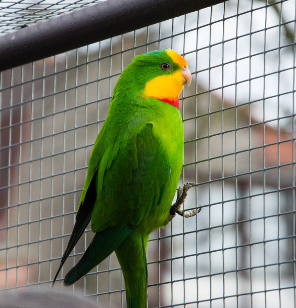 Port Lincoln Papagei - australischer Ringelhals  - Foto, Bild