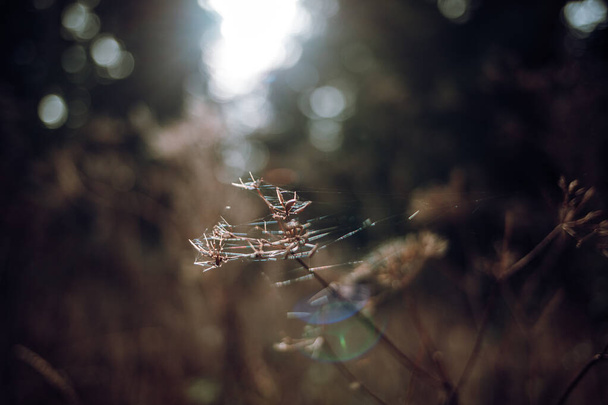 A closeup focus shot of a plant covered in spiderweb - Fotografie, Obrázek