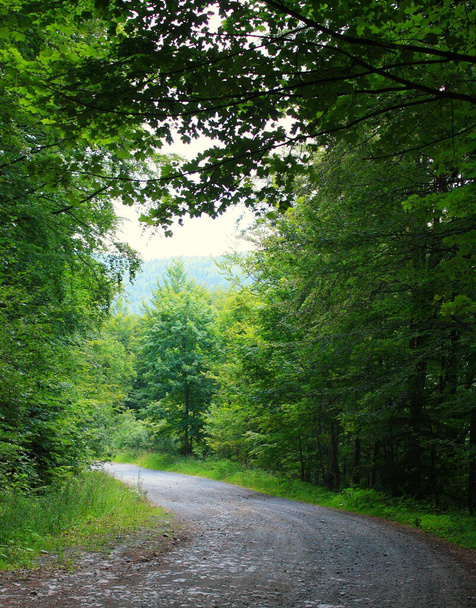A summer landscape view of a rural gravel road going through a forest area covered with lush vegetation - Фото, зображення