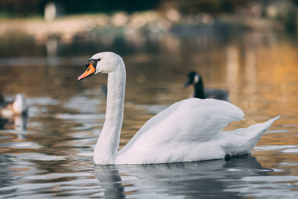 A closeup of a mute swan on a pond under the sunlight with a blurry background - Foto, imagen