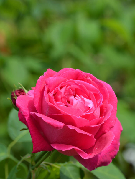 Magnifique rózsa dans un jardin - Fotó, kép