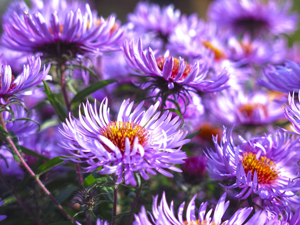 soft purple autumn daisies bloom before the first snow - Photo, Image